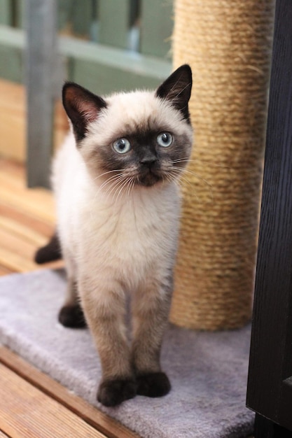 Gato de pelo corto británico