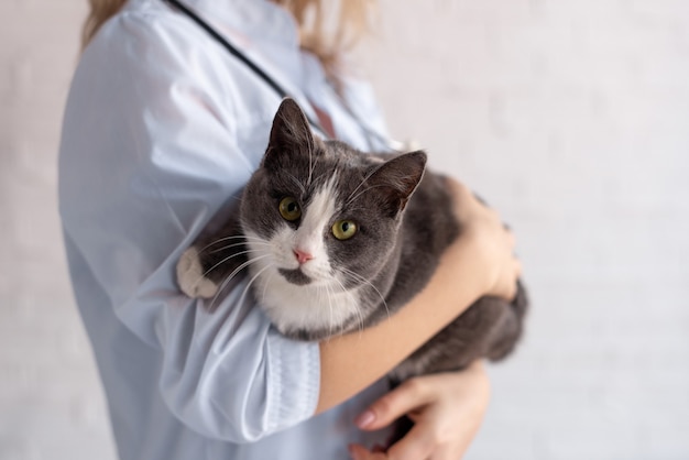 Foto gato de pelo corto, examen de vida en una clínica veterinaria. lugar para el texto.