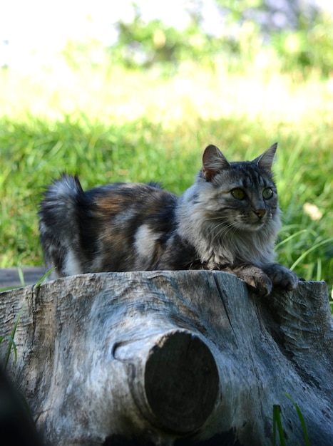 gato de pelo largo acostado en un tronco al aire libre