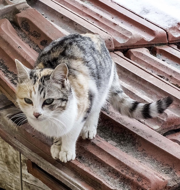 Gato peludo amarelo os mais lindos olhos de gato peludo amarelo de perto os olhos de gato