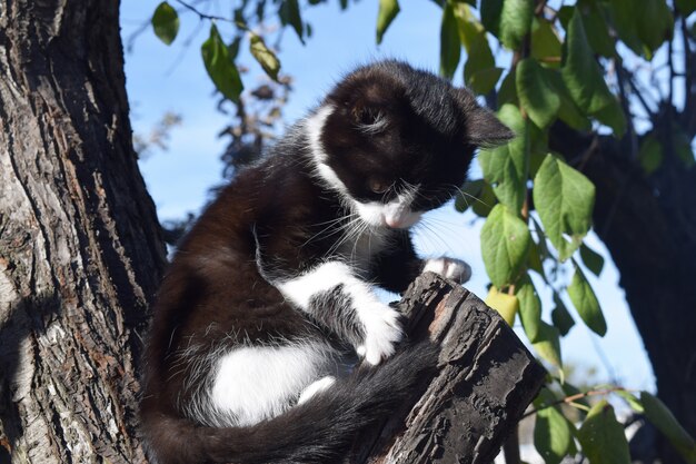 Gato peludo bonito na rua, olhando para o proprietário