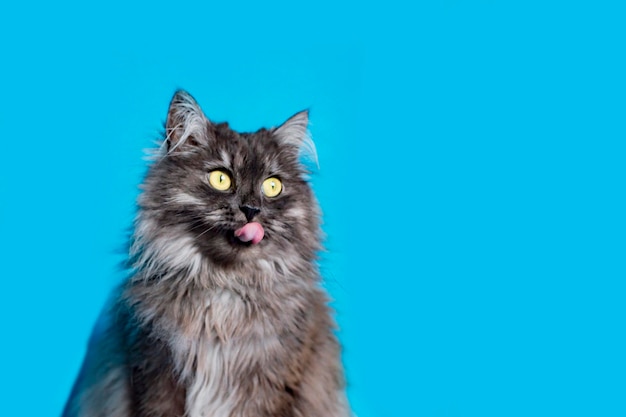 Gato peludo com olhos amarelos sobre fundo azul