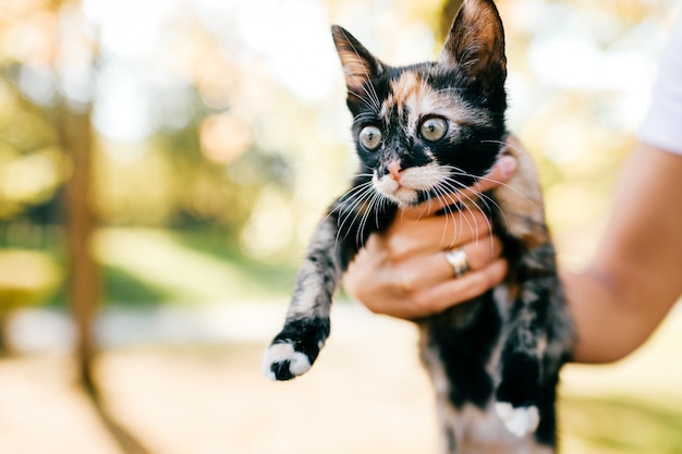 Gato peludo de raça pura