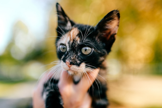 Gato peludo de raça pura