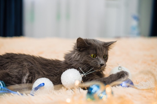 Un gato peludo gris con ojos verdes está acostado en la cama sobre una colcha de color melocotón jugando con juguetes navideños con globos y guirnaldas. composición de año nuevo.