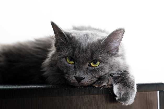 Un gato peludo gris con ojos verdes yace sobre una mesa sobre un fondo claro, un lugar para la mascota de texto