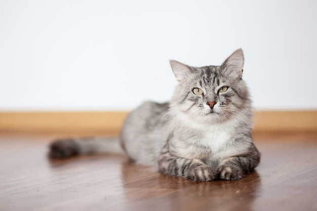 Gato peludo gris tirado en el suelo