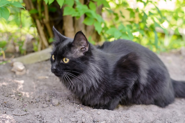 Un gato peludo negro está acostado en el jardín.