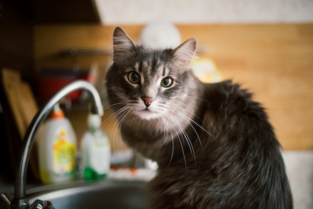 Gato peludo sentado en la mesa de la cocina