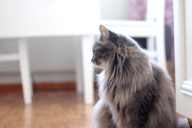 Foto el gato peludo.