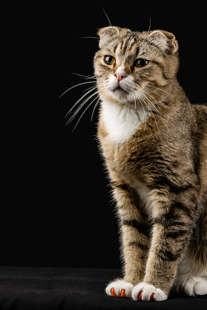 Foto gato pensativo elegante, em um fundo preto