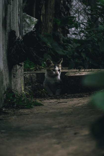 Gato pequeno bonito descansando na calçada