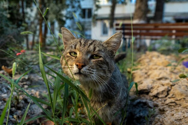 Gato en un pequeño campo de hierba