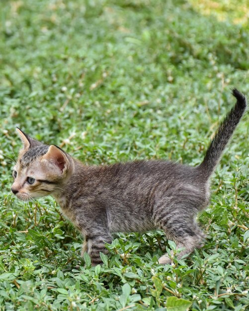 Un gato pequeño con una cola larga camina por la hierba.