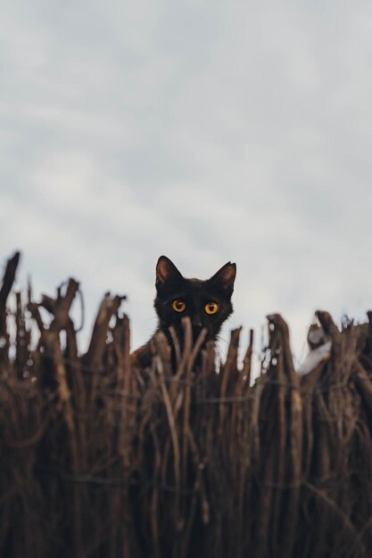 Gato pequeño escondido