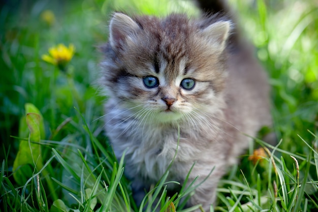 Gato pequeno na grama