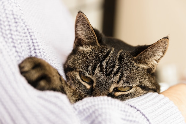 Gato perdido solitário nos braços humanos, sentindo-se amado.