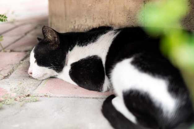 Gato perezoso está durmiendo en el jardín en un ambiente confortable