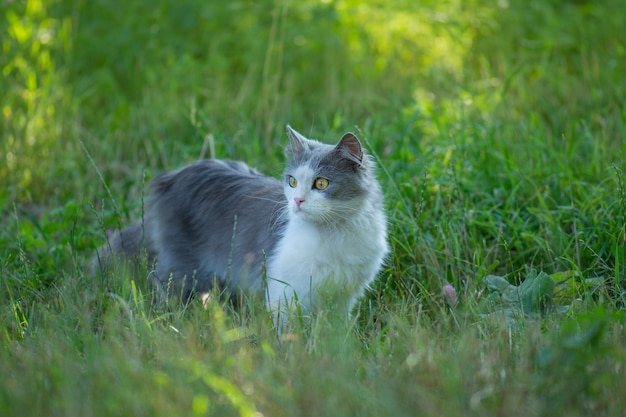 Gato permitido afuera en el jardín Consecuencias positivas y negativas de que los animales caminen libremente