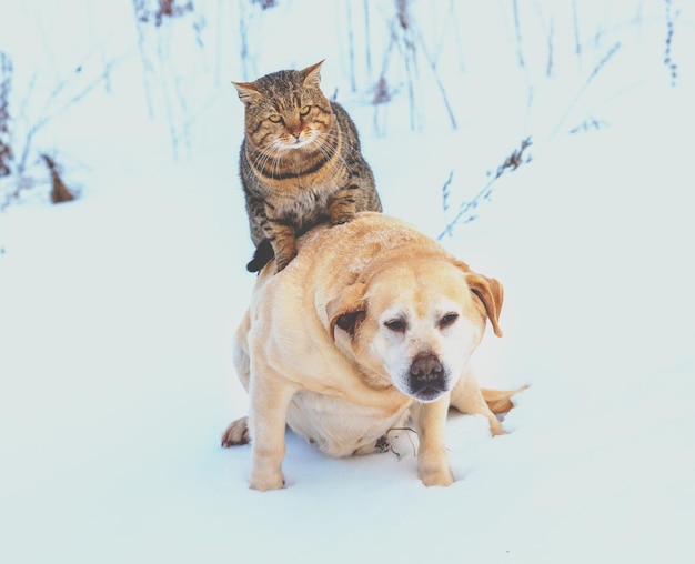 El gato y el perro divertidos son los mejores amigos Gato montando al perro al aire libre en invierno cubierto de nieve