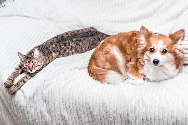 El gato y el perro duermen juntos en la cama de su casa. de cerca