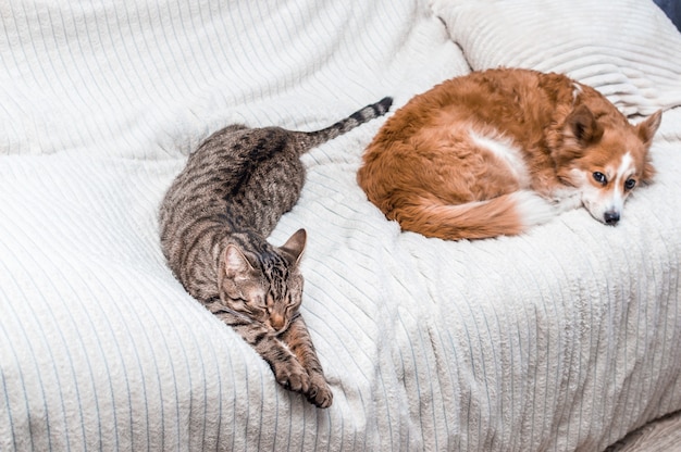 El gato y el perro duermen juntos en la cama de su casa. concepto de amistad