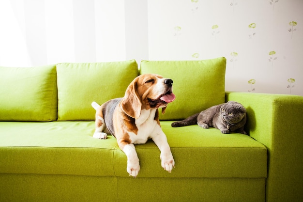 El gato y el perro están acostados en el sofá.