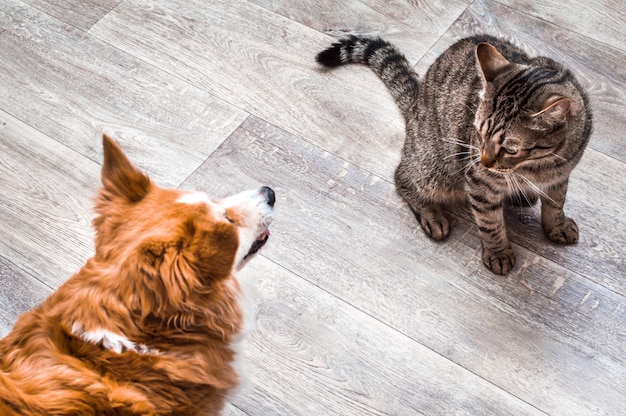 Un gato y un perro están sentados juntos y se miran. Fondo gris. Perro y gato juntos.