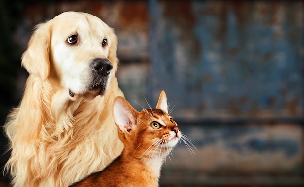 Foto gato y perro, gato abisinio, golden retriever juntos en un estado de ánimo oxidado, triste y ansioso.
