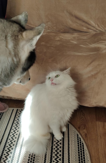 Gato con un perro husky en el apartamento.