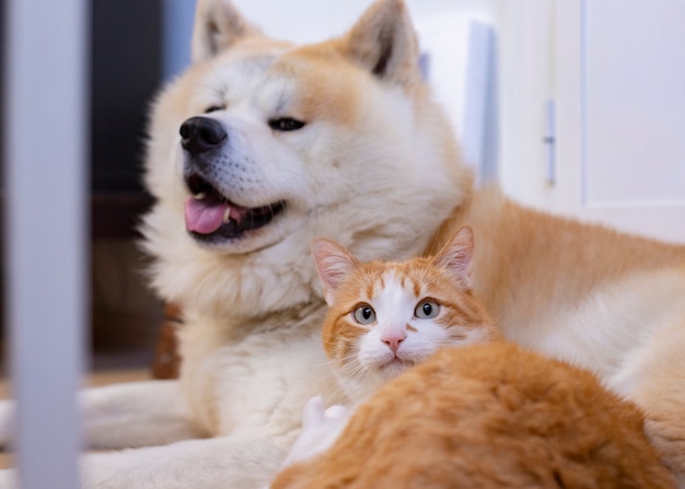 Gato y perro juntos en el piso interior