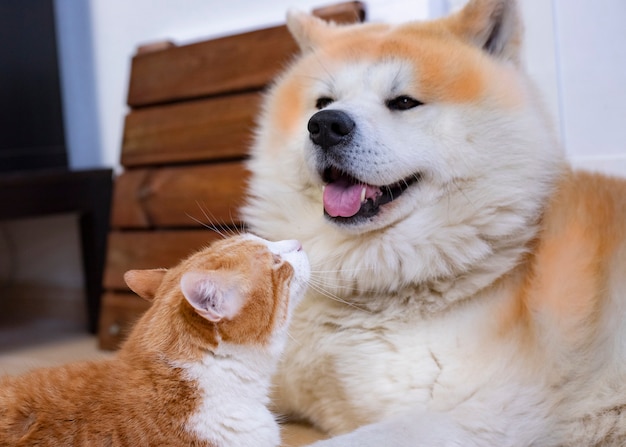 Gato y perro juntos en el piso interior