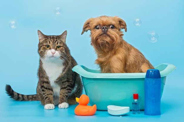 Gato y perro se lavan juntos