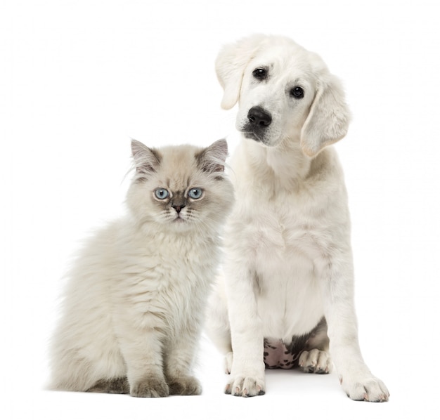 Gato y perro sentado aislado en blanco