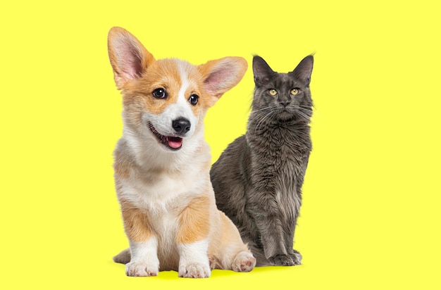 Gato y perro sentados juntos Gato Main Coon y Perro Welsh Corgi Pembroke mirando a la cámara aislado en amarillo