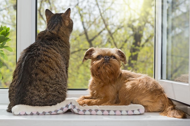 Un gato y un perro se sientan juntos en el alféizar de la ventana