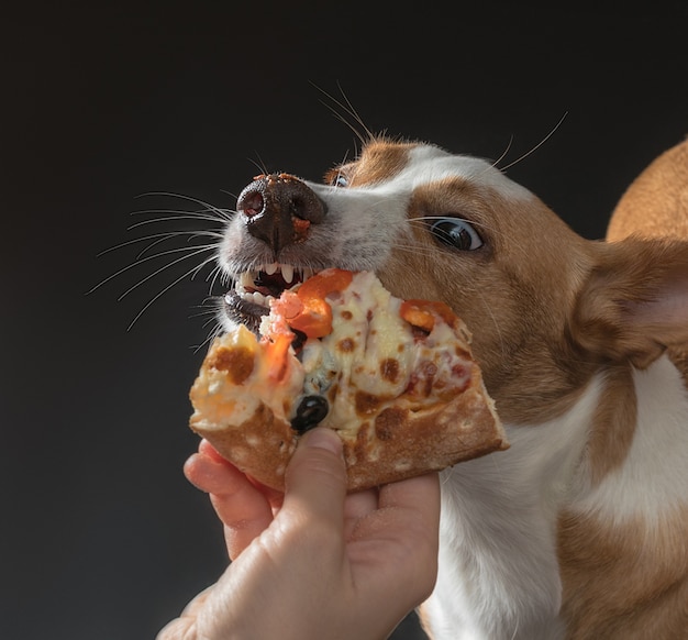 El gato y el perro son alimentados con pizza.