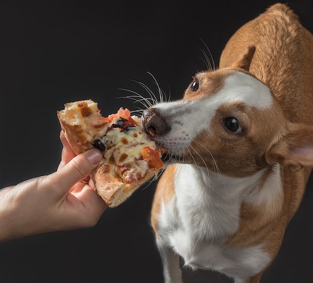 El gato y el perro son alimentados con pizza.