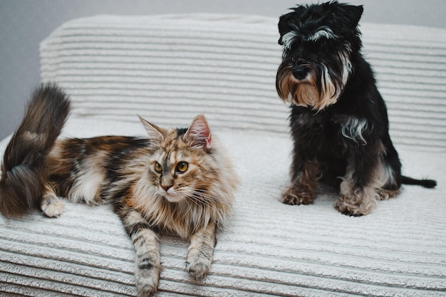 Foto gato y perro yacen juntos en la cama