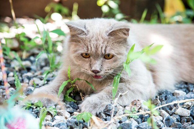 Gato persa, adorável animal e animal de estimação no jardim