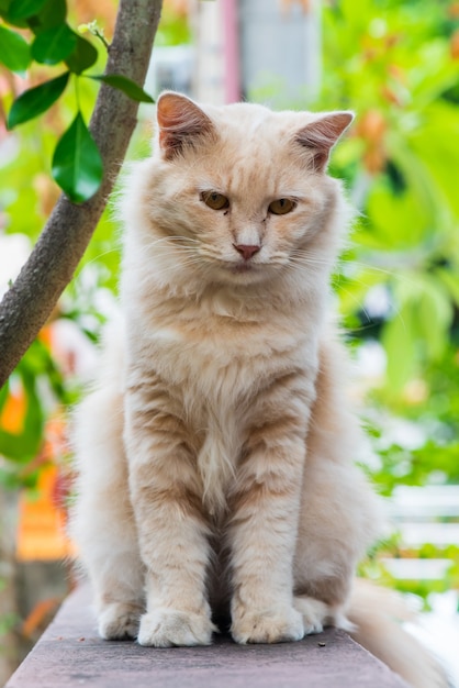 Gato persa, adorável animal e animal de estimação no jardim