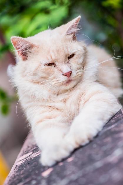 Gato persa, adorável animal e animal de estimação no jardim