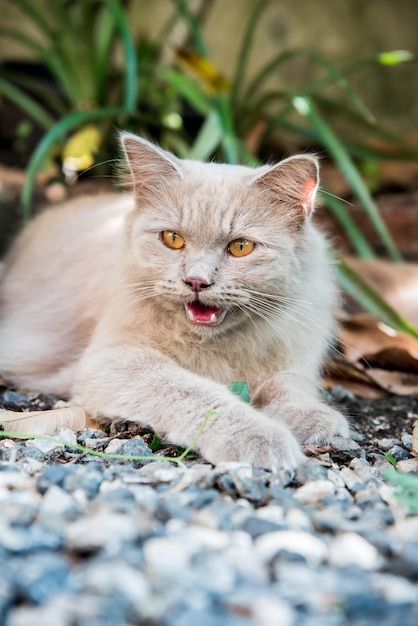 Gato persa, adorável animal e animal de estimação no jardim