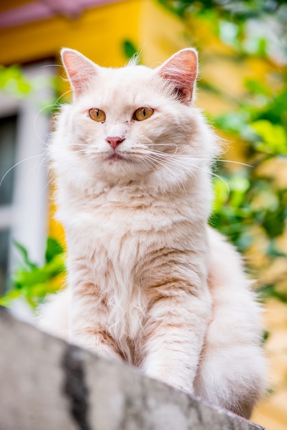 Gato persa, animal encantador y mascota en el jardín