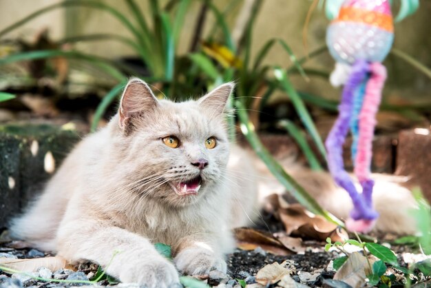 Gato persa, animal encantador y mascota en el jardín