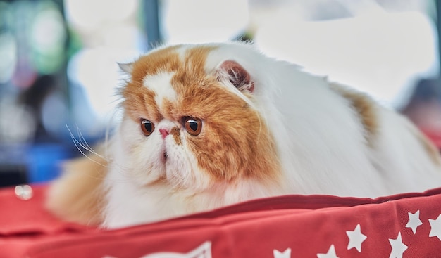 El gato persa bicolor está sentado en su casa