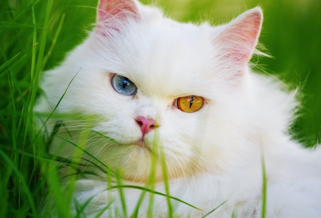 Gato persa blanco con 2 ojos de diferentes colores (ojos heterocromáticos) en el campo de hierba