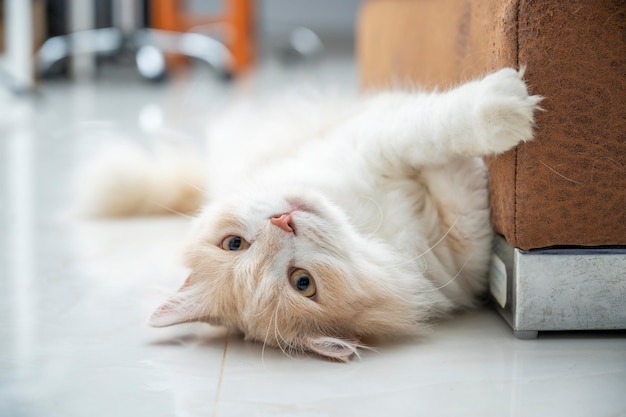 Gato persa blanco y marrón con una cara linda