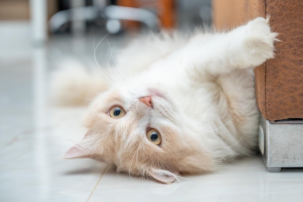 Gato persa blanco y marrón con una cara linda