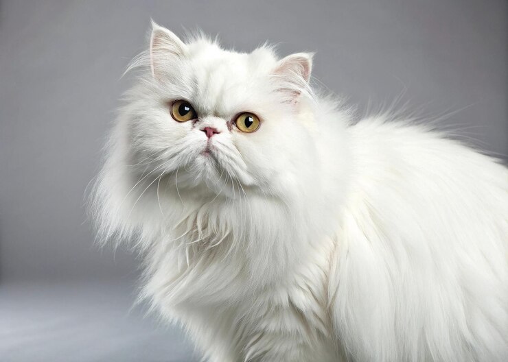 Un gato persa blanco real posando para un retrato